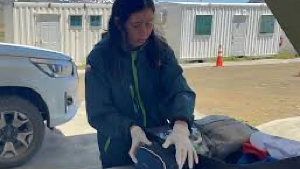 La disponibilidad adecuada de inspectores del SAG es determinante para evitar cuellos de botella en la inspección fitosanitaria durante la temporada de exportaciones a mercados sensibles como Estados Unidos. / Servicio Agrícola y Ganadero