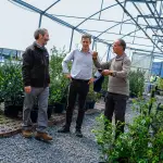 El vivero de Cabrero conserva decenas de especies nativas como peumo, quillay, boldo y belloto del sur, que ahora formarán parte de una red nacional de resguardo genético distribuida en distintos puntos del país, CMPC