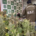 Operativo antidrogas en Valdivia, Fiscalía de Los Ríos