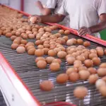 El sector avícola nacional celebra un récord histórico de producción y consumo para 2025, proyectando 251 unidades per cápita, gracias a la recuperación de la capacidad instalada que se había perdido por el brote de influenza aviar, según Patricio Kurte, gerente general de Chilehuevos.