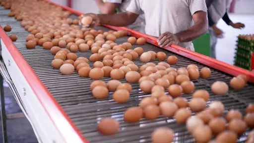 Industria del huevo en Chile: récord histórico de consumo y producción en 2025