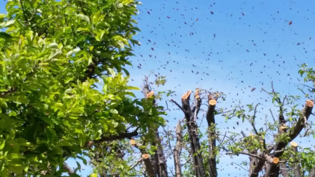 Reportan enjambre masivo de abejas sector céntrico de Mulchén, Referencial