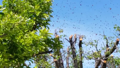 Reportan enjambre masivo de abejas en sector céntrico de Mulchén