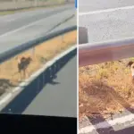 Denuncian abandono de perrito de tres patas en el acceso sur de Los Ángeles, Diario La Tribuna