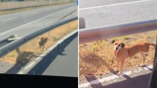 Denuncian abandono de perrito de tres patas en el acceso sur de Los Ángeles