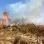 Nuevo incendio de pastizales en sitio eriazo de Los Ángeles , Diario La Tribuna