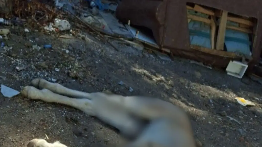 Vecinos denuncian reiterado abandono de animales muertos en Yumbel, Diario La Tribuna