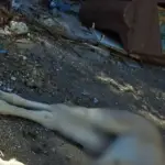 Vecinos denuncian reiterado abandono de animales muertos en Yumbel, Diario La Tribuna