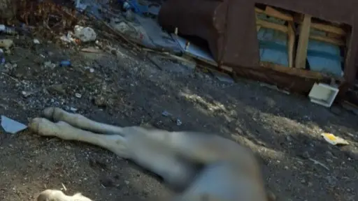Vecinos denuncian reiterado abandono de animales muertos en Yumbel