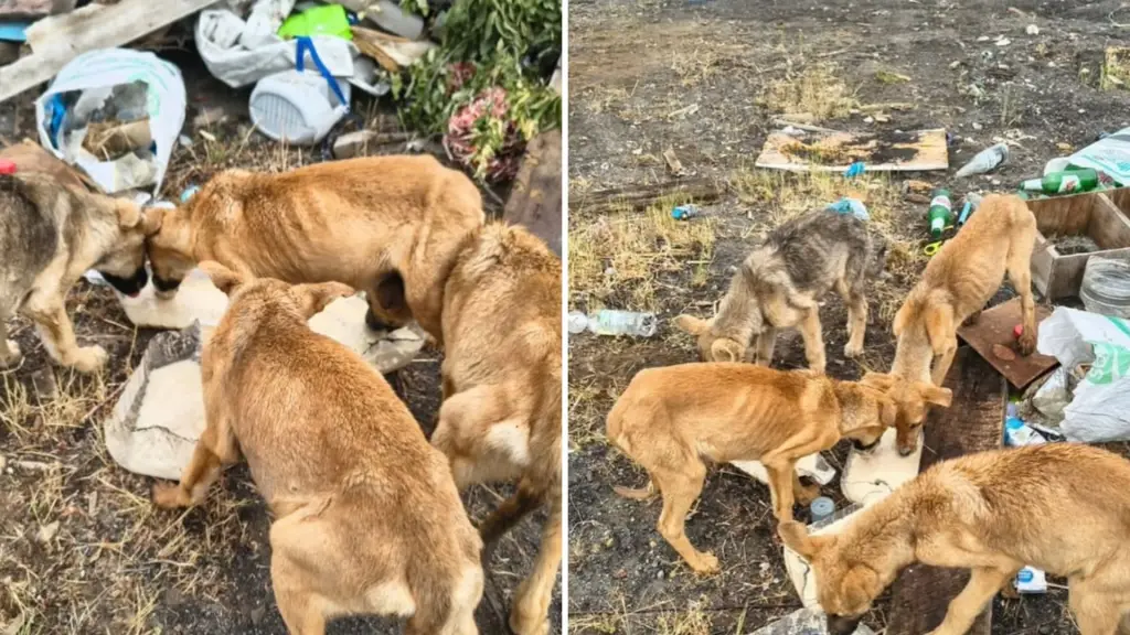 Reportan abandono de perros en estado de desnutrición en Los Ángeles, Protectora de Los Ángeles