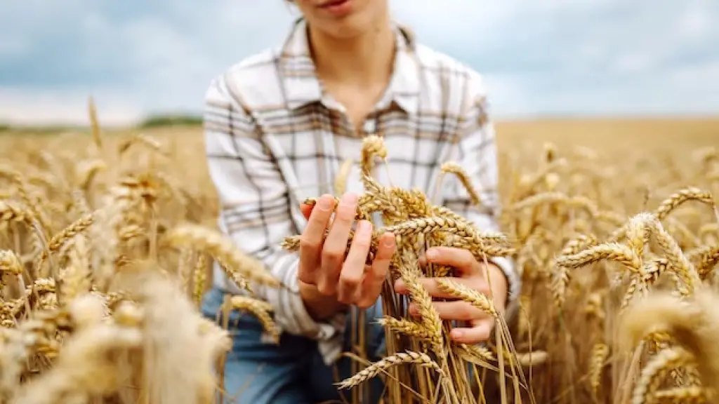 El trigo aporta el 20% de las calorías consumidas por la población mundial, por lo que la posibilidad de aumentar su productividad y resiliencia marcaría importantes diferencias.