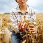 El trigo aporta el 20% de las calorías consumidas por la población mundial, por lo que la posibilidad de aumentar su productividad y resiliencia marcaría importantes diferencias.