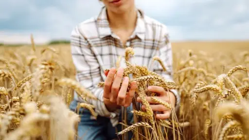 Seguridad alimentaria: gen triplica el rendimiento y mejora tolerancia a la sequía del trigo