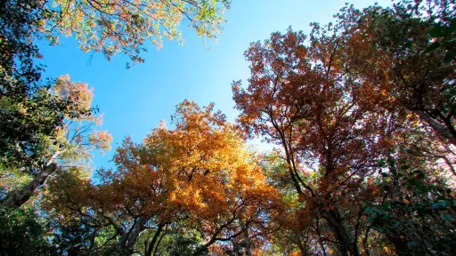 Superficie en disputa: los 4 millones de hectáreas que enfrentan al campo y al Estado