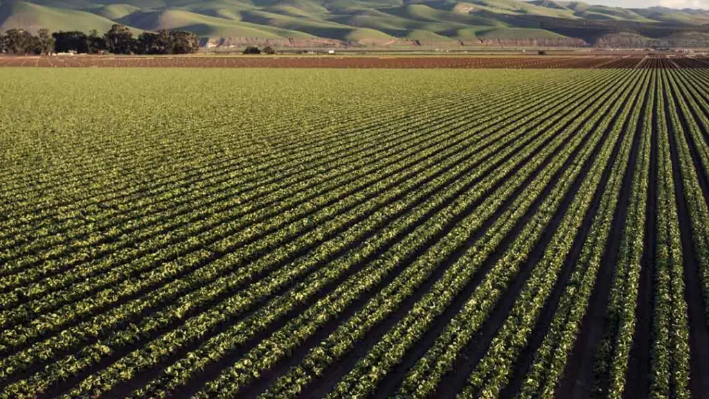 La autoridad ambiental aclaró que los nuevos sitios no constituyen áreas protegidas, sino instrumentos de planificación. Por ello, la designación no afectaría sus actividades productivas. / Portal Agro Chile