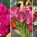 Los Ángeles se llena de color con una nueva versión de la Expo Flores , Diario La Tribuna