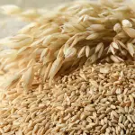 Chile es el segundo exportador de avena en el mundo. Esta distinción subraya la importancia estratégica de este cultivo a nivel internacional, argumentó Sebastián Naveillán, presidente de la Asociación de Agricultores de Malleco.