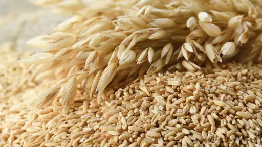 Agricultores crean Comité de la Avena para abordar problemáticas del rubro