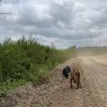 En los huesos: reportan perros abandonados y desnutridos en Mulchén, Diario La Tribuna