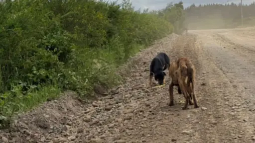 En los huesos: reportan perros abandonados en estado grave de desnutrición en Mulchén