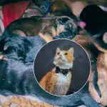 Rigoberto decidió movilizar a su familia y a la comunidad para ofrecer a Lucy y sus crías una nueva oportunidad., Cedida