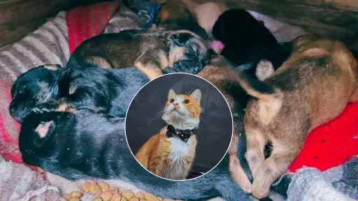 Rigoberto, el gato rescatado que busca un hogar para Lucy y sus ocho cachorros abandonados en Los Ángeles