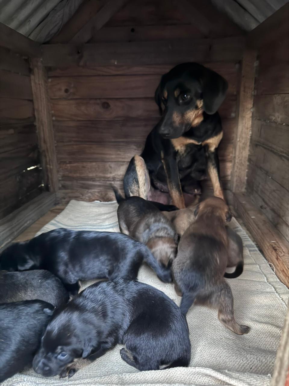 Lucy y sus ocho cachorros, abandonados hace poco más de un mes en un bosque cercano a la ciudad. / cedida