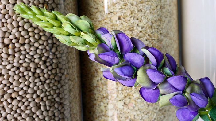 El lupino contribuye al mejoramiento del suelo gracias a su capacidad de fijar nitrógeno, lo que reduce la necesidad de fertilizantes químicos. / contexto