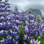 El Lupino combina un notable valor nutricional con ventajas productivas que lo posicionan como una alternativa sostenible para los agricultores locales., contexto