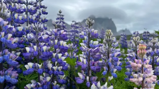 Lupino chileno: el cultivo del sur que revoluciona la producción agrícola con su alto contenido proteico