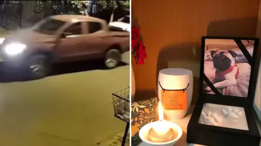 Vecinos buscan a conductor que atropelló y mató a una perrita en Nacimiento
