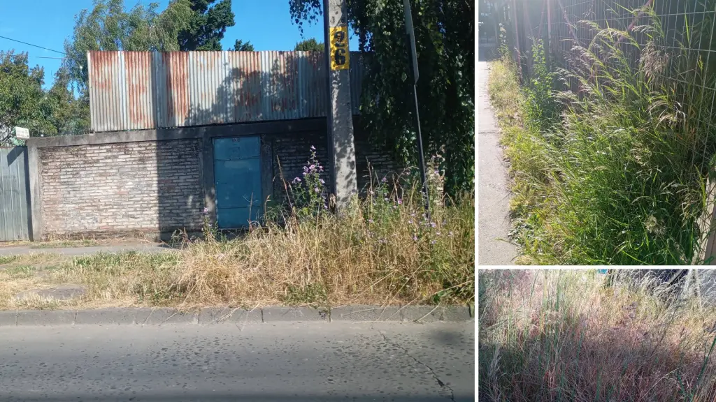 La concejala Paola Ortiz mencionó avenida Las Trancas, población Galvarino y calle Estados Unidos.