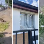 Perro encontrado grave cerca del Terminal de Los Ángeles habría sido atropellado por un vecino: su casa fue apedreada, Diario La Tribuna