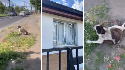 Perro encontrado grave cerca del Terminal de Los Ángeles habría sido atropellado por un vecino: su casa fue apedreada