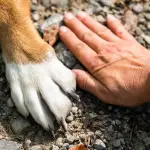 pata, perro, mano, animal, mascota, amigos, Pixabay