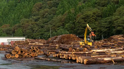 Gremios de la madera buscan igualar a países nórdicos a través de plantaciones en el largo plazo