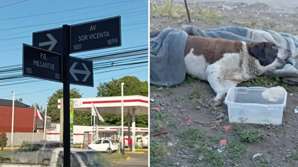 El hecho se registró en el sector de Avenida Sor Vicenta con pasaje Millantue, lugar donde fue visto el animal por última vez., Redes sociales