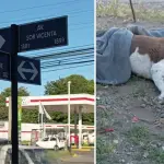 El hecho se registró en el sector de Avenida Sor Vicenta con pasaje Millantue, lugar donde fue visto el animal por última vez., Redes sociales