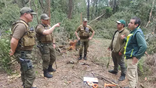 Conaf denuncia ante el Ministerio Público tala ilegal de bosque nativo en el Parque Nacional Nonguén