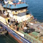 Bruma y Cobra, Referencial