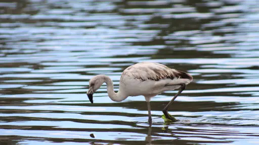 Día de la Fauna Chilena: Autoridades realizan llamado al cuidado y conservación en la región del Biobío