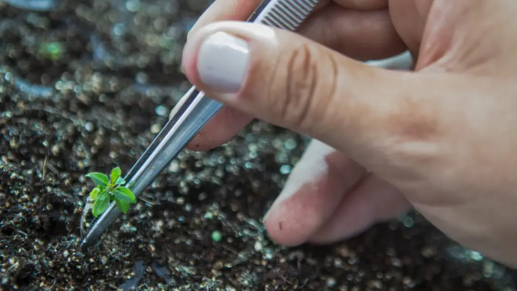 La técnica CRISPR-Cas9, empleada por FuturaGene, optimiza la composición de la madera de eucalipto y permite un procesamiento industrial que requiere menos insumos químicos y gasto energético.