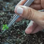 La técnica CRISPR-Cas9, empleada por FuturaGene, optimiza la composición de la madera de eucalipto y permite un procesamiento industrial que requiere menos insumos químicos y gasto energético.