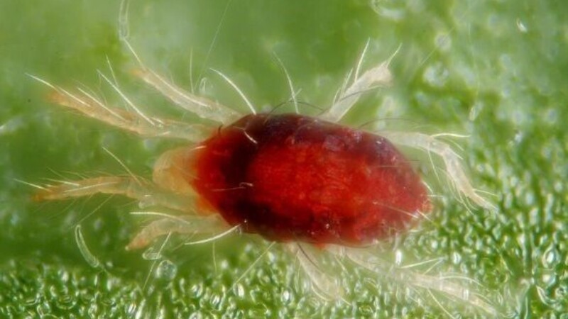 Falsa arañita roja de la vid. - Brevipalpus chilensis (Baker) / royalbrinkman.es