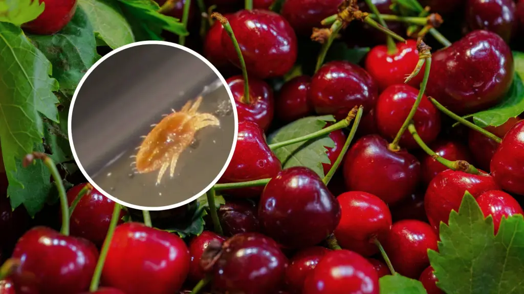 La plaga considerada cuarentenaria había contaminado a un cargamento de 1.120 kilogramos de cerezas frescas., contexto | SAG