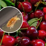 La plaga considerada cuarentenaria había contaminado a un cargamento de 1.120 kilogramos de cerezas frescas., contexto | SAG