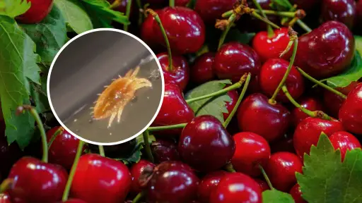 Brevipalpus chilensis: la plaga que obligó a Brasil a destruir más de una tonelada de cerezas chilenas