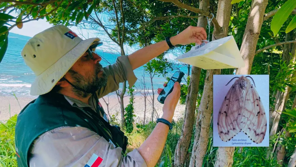 La especie, también llamada polilla esponjosa, no está presente en Chile y su eventual ingreso podría afectar gravemente ecosistemas nativos y cultivos frutales de importancia productiva., SAG