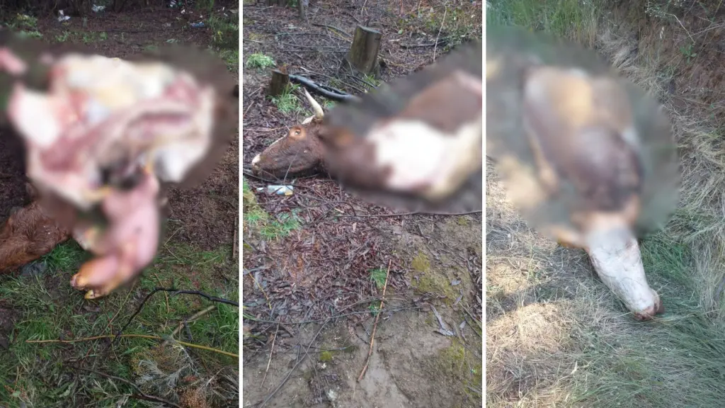 Vecino de Mulchén denuncia nuevo caso de abigeato: “Llevo más de 15 años viviendo lo mismo”, Diario La Tribuna