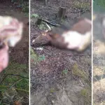 Vecino de Mulchén denuncia nuevo caso de abigeato: “Llevo más de 15 años viviendo lo mismo”, Diario La Tribuna